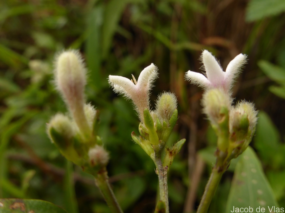 Knoxia spicata (Thwaites ex Trimen) Ridsdale